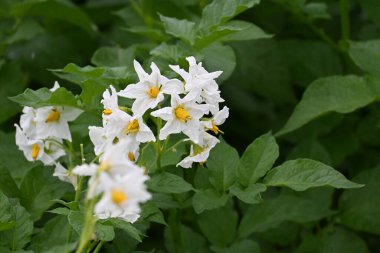 Yaz boyunca çiçek açan patates tarlası. Bir çiftçi tarlasının beyaz çiçekleri. Organik Patates Bitkisi. 