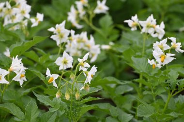 Yaz boyunca çiçek açan patates tarlası. Bir çiftçi tarlasının beyaz çiçekleri. Organik Patates Bitkisi. 
