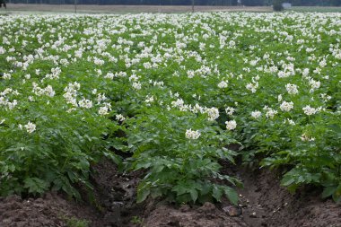 Yaz boyunca çiçek açan patates tarlası. Bir çiftçi tarlasının beyaz çiçekleri. Organik Patates Bitkisi.