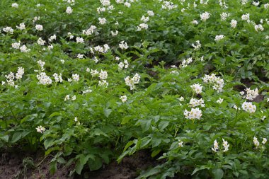 Yaz boyunca çiçek açan patates tarlası. Bir çiftçi tarlasının beyaz çiçekleri. Organik Patates Bitkisi.