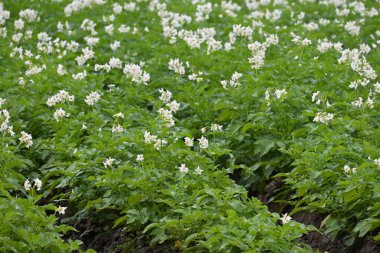 Yaz boyunca çiçek açan patates tarlası. Bir çiftçi tarlasının beyaz çiçekleri. Organik Patates Bitkisi.