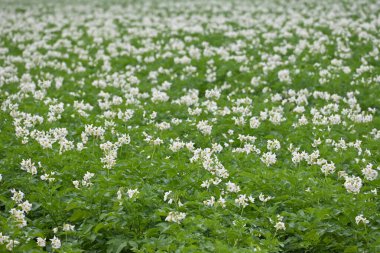 Yaz boyunca çiçek açan patates tarlası. Bir çiftçi tarlasının beyaz çiçekleri. Organik Patates Bitkisi.