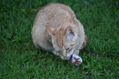 Kırmızı ıslak bir kedi yeşil çimenlerde oturur ve yıkar.