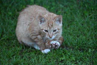 Kırmızı ıslak bir kedi yeşil çimenlerde oturur ve yıkar.