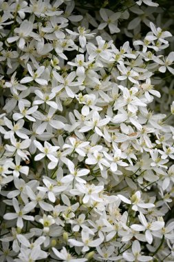 Bir sürü küçük beyaz çiçekli bir çalı. beyaz çiçek arkaplanı