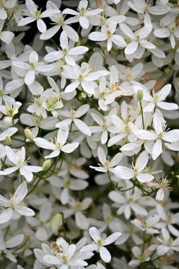 Bir sürü küçük beyaz çiçekli bir çalı. beyaz çiçek arkaplanı