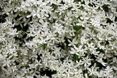 Bir sürü küçük beyaz çiçekli bir çalı. beyaz çiçek arkaplanı