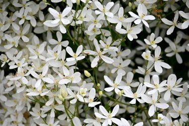 Bir sürü küçük beyaz çiçekli bir çalı. beyaz çiçek arkaplanı