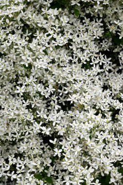 Bir sürü küçük beyaz çiçekli bir çalı. beyaz çiçek arkaplanı