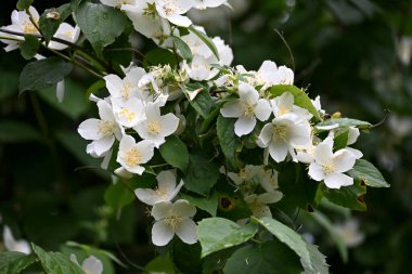 Bir yasemin çalısı yaz boyunca büyük beyaz çiçeklerle açar.