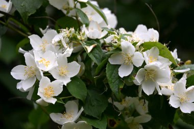 Bir yasemin çalısı yaz boyunca büyük beyaz çiçeklerle açar.