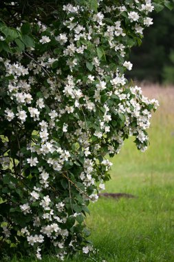 Bir yasemin çalısı yaz boyunca büyük beyaz çiçeklerle açar.