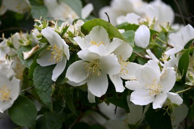 Bir yasemin çalısı yaz boyunca büyük beyaz çiçeklerle açar.