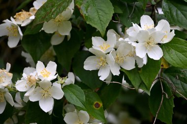 Bir yasemin çalısı yaz boyunca büyük beyaz çiçeklerle açar.