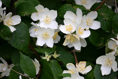 Bir yasemin çalısı yaz boyunca büyük beyaz çiçeklerle açar.