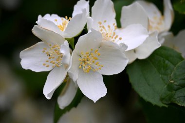 Bir yasemin çalısı yaz boyunca büyük beyaz çiçeklerle açar.
