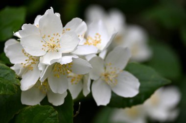 Bir yasemin çalısı yaz boyunca büyük beyaz çiçeklerle açar.