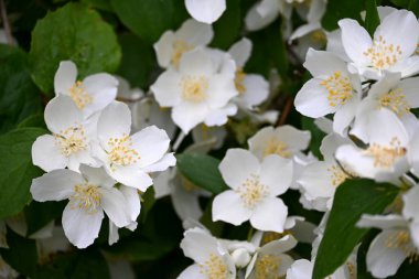 Bir yasemin çalısı yaz boyunca büyük beyaz çiçeklerle açar.