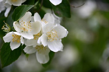 Bir yasemin çalısı yaz boyunca büyük beyaz çiçeklerle açar.