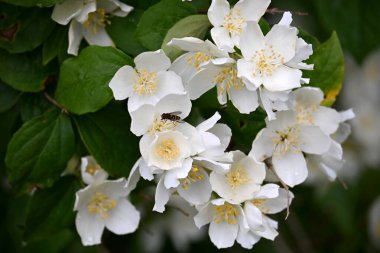 Bir yasemin çalısı yaz boyunca büyük beyaz çiçeklerle açar.