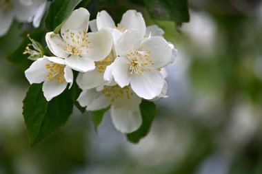 Bir yasemin çalısı yaz boyunca büyük beyaz çiçeklerle açar.