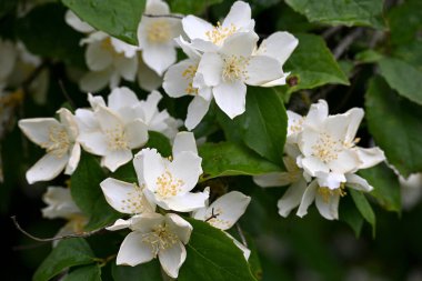 Bir yasemin çalısı yaz boyunca büyük beyaz çiçeklerle açar.
