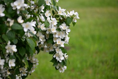 Bir yasemin çalısı yaz boyunca büyük beyaz çiçeklerle açar.