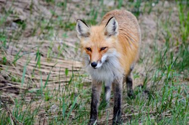 Algonquin Park 'ta ilkbaharda kızıl tilki.