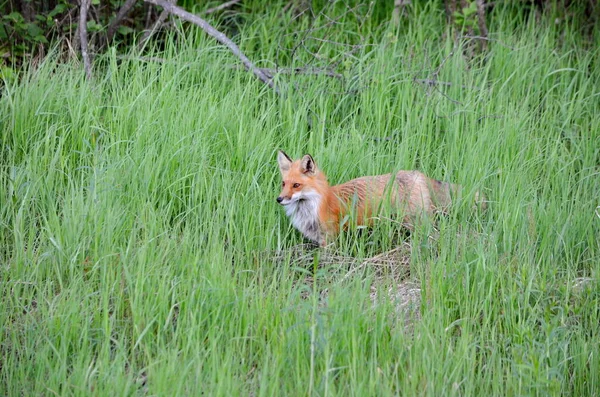 阿尔贡金公园春天的红狐 — 图库照片