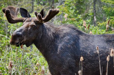 Kanada, Ontario 'daki Algonquin Parkı' nda ilkbaharda geyik.