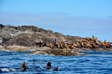 Steller deniz aslanları Gwaii Haanas Ulusal Parkı Rezervlerinde, Haida Gwaii, British Columbia, Kanada