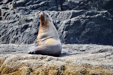 Steller deniz aslanları Gwaii Haanas Ulusal Parkı Rezervlerinde, Haida Gwaii, British Columbia, Kanada