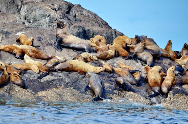 Steller sea lions at their rookery in Gwaii Haanas National Park Reserve, Haida Gwaii, British Columbia, Canada