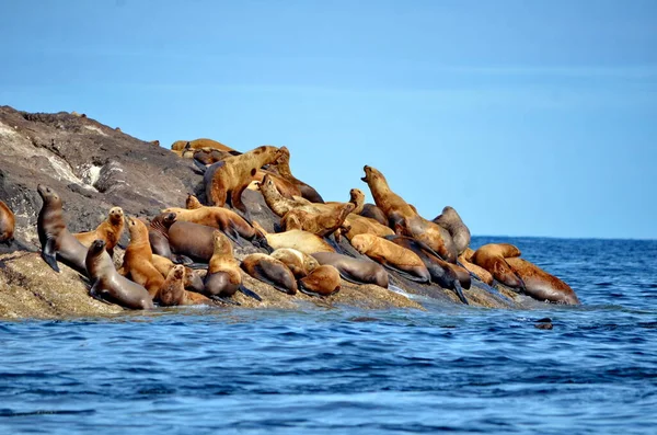 Leões Marinhos Steller Sua Rookery Gwaii Haanas National Park Reserve — Fotografia de Stock