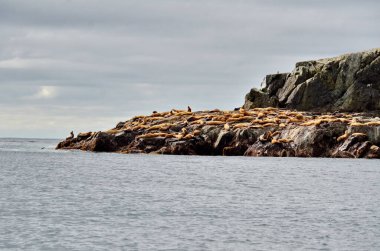 Steller deniz aslanları Cape St James Rookery, Haida Gwaii, BC, Kanada