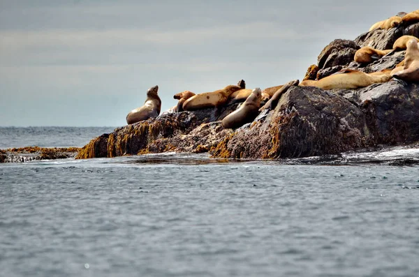加拿大不列颠哥伦比亚省海达谷地圣詹姆斯角新居的斯特勒海狮 — 图库照片