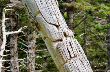 Skedanlardaki Tarihi Totem Polonyalıları, Haida Gwaii, BC, Kanada