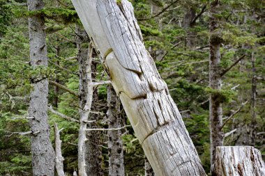 Skedanlardaki Tarihi Totem Polonyalıları, Haida Gwaii, BC, Kanada