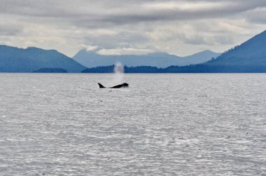 Katil balina Haida Gwaii açıklarında, BC, Kanada