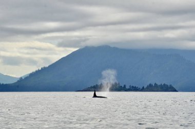 Katil balina Haida Gwaii açıklarında, BC, Kanada