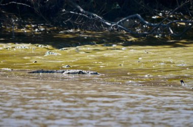 Kosta Rika Tempisque Nehri üzerindeki Kosta Rika Timsahı