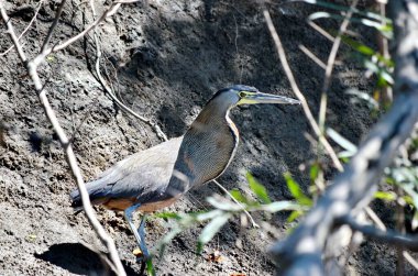 Palo Verde Ulusal Parkı, Kosta Rika 'da nehir kıyısında çıplak boğaz kaplan balıkçıl