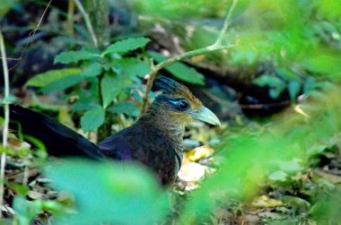The elusive Rufous-vented Ground Cuckoo in a rainforest in Costa Rica. This species of bird is considered one of the more challenging birds to see on the entire planet.   clipart