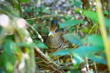 The elusive Rufous-vented Ground Cuckoo in a rainforest in Costa Rica. This species of bird is considered one of the more challenging birds to see on the entire planet.   clipart