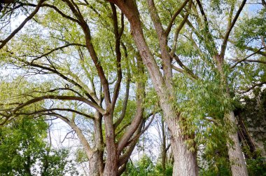 Toronto, Ontario, Kanada, 23 Eylül 2023: Toronto Ontario Place 'deki Batı Adası Ağaçları. Eylül 2024 itibarıyla Batı Adası 'nda 800' den fazla ağaç yetişiyor.. 