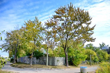 Toronto, Ontario, Kanada, 23 Eylül 2023: Toronto Ontario Place 'deki Batı Adası Ağaçları. Eylül 2024 itibarıyla Batı Adası 'nda 800' den fazla ağaç yetişiyor.. 