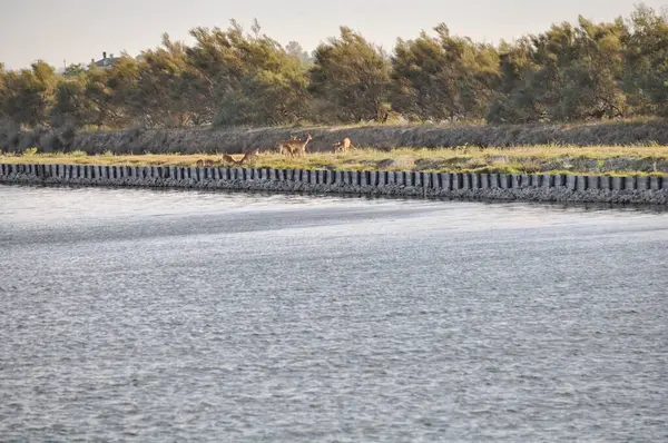 stock image Deer in the wetlands in the Po River Delta, Veneto, Italy