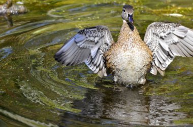 Ottawa, Ontario, Kanada 'daki Mud Gölü' nde Amerikan dişi ördek..