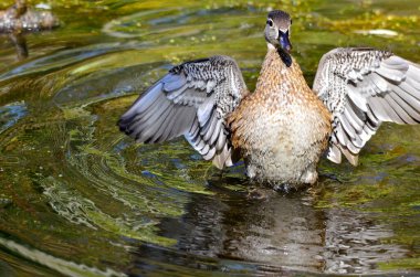 Female American Wood duck at Mud Lake in Ottawa, Ontario, Canada. clipart