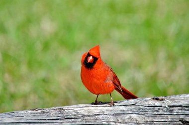 Kanada, Ontario 'da Erkek Kuzey Kardinali,